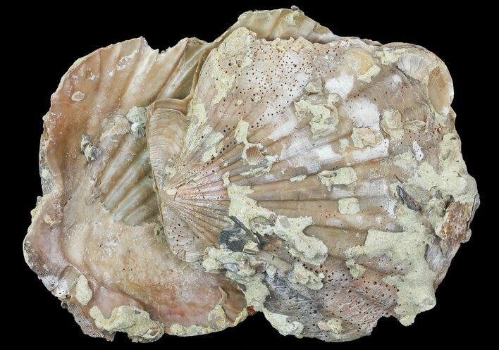 Huge Fossil Pectin (Chesapecten) In Sandstone - Virginia #66393
